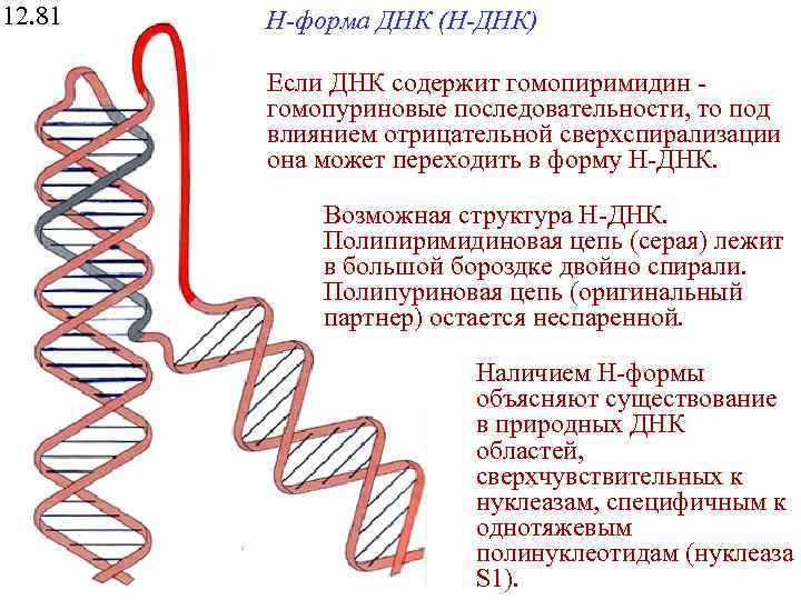 Форма днк