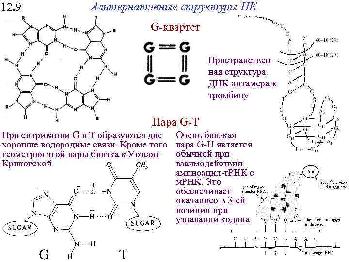 12. 9 Альтернативные структуры НК G-квартет Пространственная структура ДНК-аптамера к тромбину Пара G-T При
