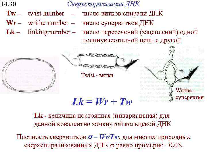 Сверхспирализация ДНК 14. 30 Tw – twist number – число витков спирали ДНК Wr