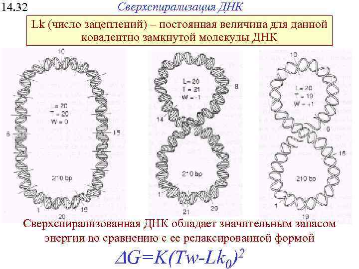 14. 32 Сверхспирализация ДНК Lk (число зацеплений) – постоянная величина для данной ковалентно замкнутой
