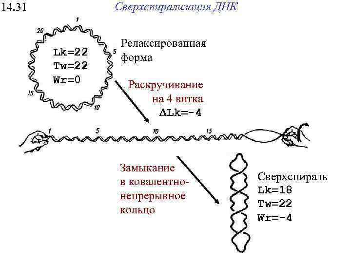 Сверхспирализация ДНК 14. 31 Lk=22 Tw=22 Wr=0 Релаксированная форма Раскручивание на 4 витка DLk=-4