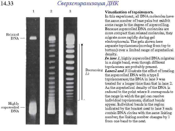 14. 33 Сверхспирализация ДНК Visualization of topoisomers. In this experiment, all DNA molecules have