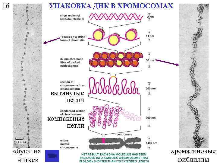 16 УПАКОВКА ДНК В ХРОМОСОМАХ вытянутые петли компактные петли «бусы на нитке» хроматиновые фиблиллы