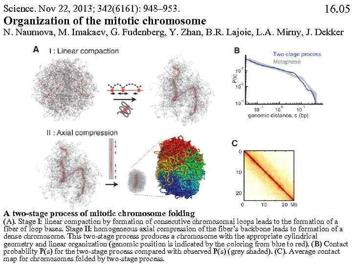Science. Nov 22, 2013; 342(6161): 948– 953. Organization of the mitotic chromosome 16. 05