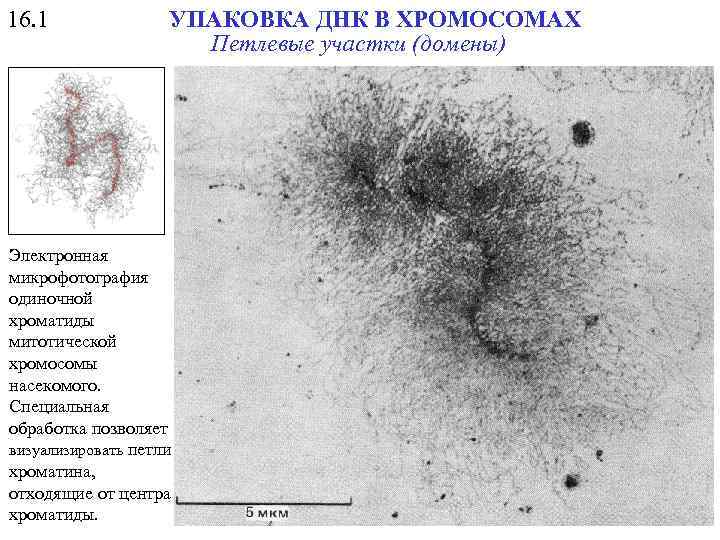 16. 1 УПАКОВКА ДНК В ХРОМОСОМАХ Петлевые участки (домены) Электронная микрофотография одиночной хроматиды митотической