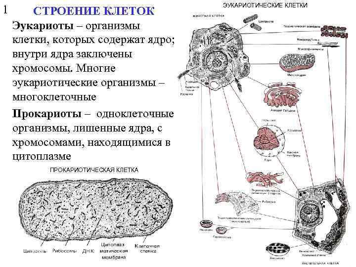 1 СТРОЕНИЕ КЛЕТОК Эукариоты – организмы клетки, которых содержат ядро; внутри ядра заключены хромосомы.