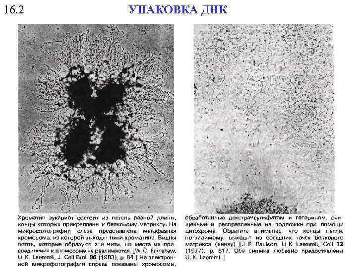 16. 2 УПАКОВКА ДНК 