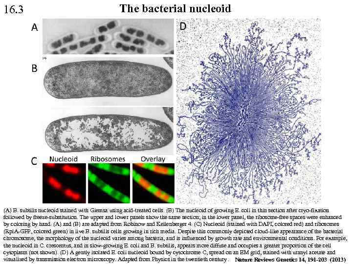 16. 3 The bacterial nucleoid (A) B. subtilis nucleoid stained with Giemsa using acid-treated