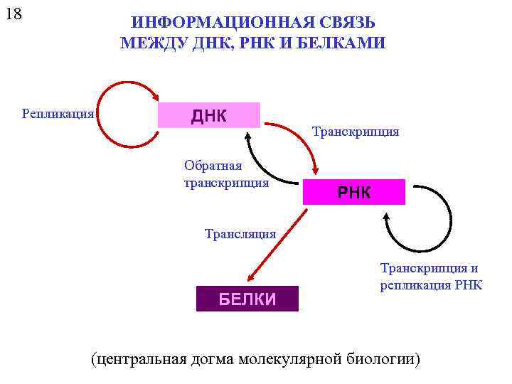 18 ИНФОРМАЦИОННАЯ СВЯЗЬ МЕЖДУ ДНК, РНК И БЕЛКАМИ Репликация ДНК Обратная транскрипция Транскрипция РНК