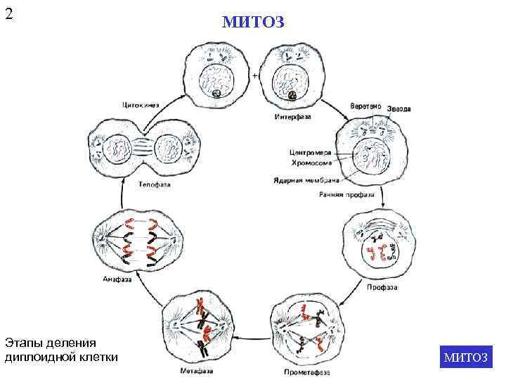 2 Этапы деления диплоидной клетки МИТОЗ 