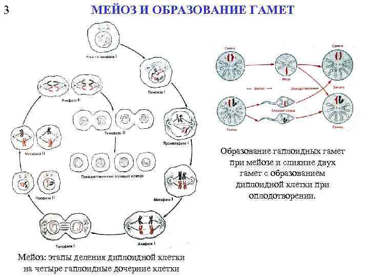 3 МЕЙОЗ И ОБРАЗОВАНИЕ ГАМЕТ Образование гаплоидных гамет при мейозе и слияние двух гамет