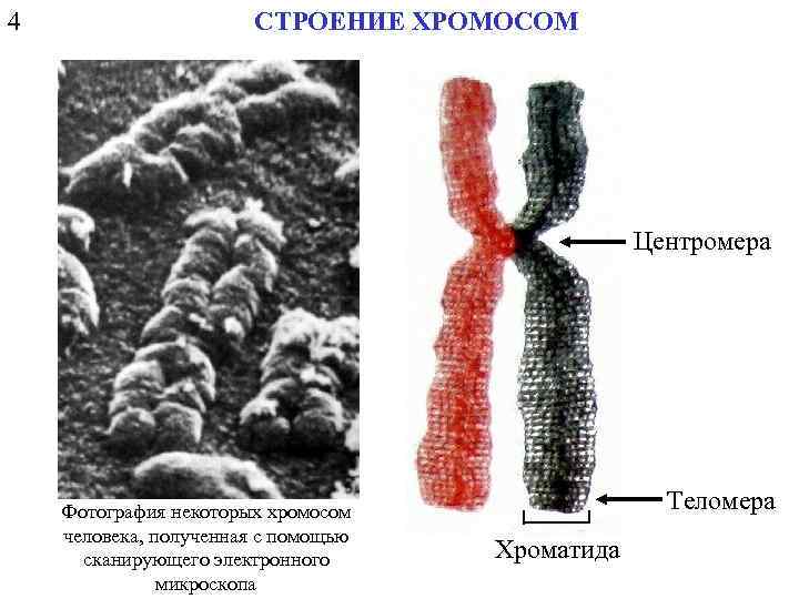 4 СТРОЕНИЕ ХРОМОСОМ Центромера Фотография некоторых хромосом человека, полученная с помощью сканирующего электронного микроскопа