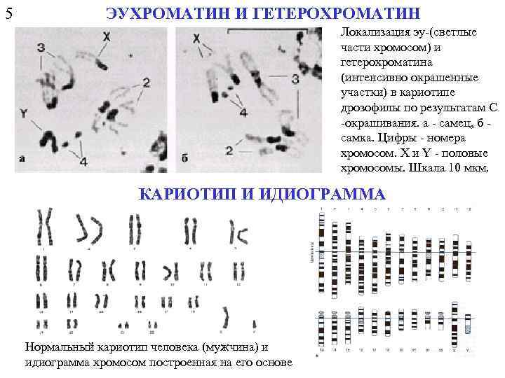 Эухроматин и гетерохроматин