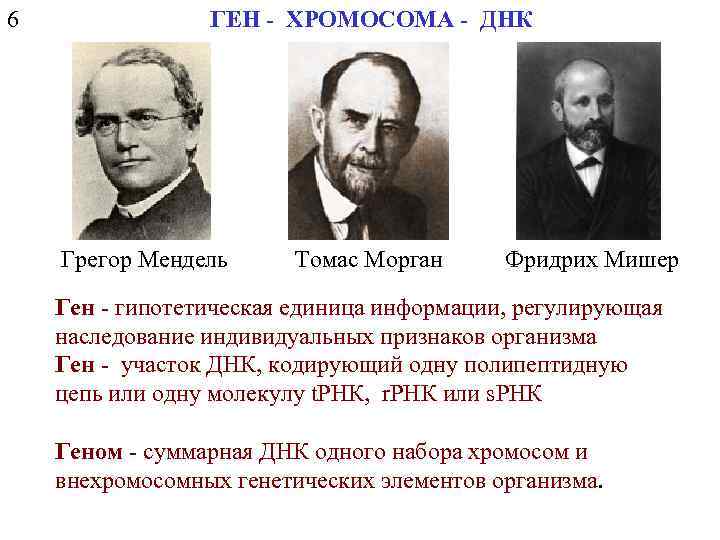 6 ГЕН - ХРОМОСОМА - ДНК Грегор Мендель Томас Морган Фридрих Мишер Ген -