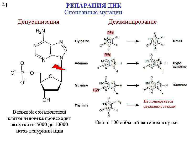 41 РЕПАРАЦИЯ ДНК Спонтанные мутации Депуринизация Дезаминирование Не подвергается дезаминированию В каждой соматической клетке