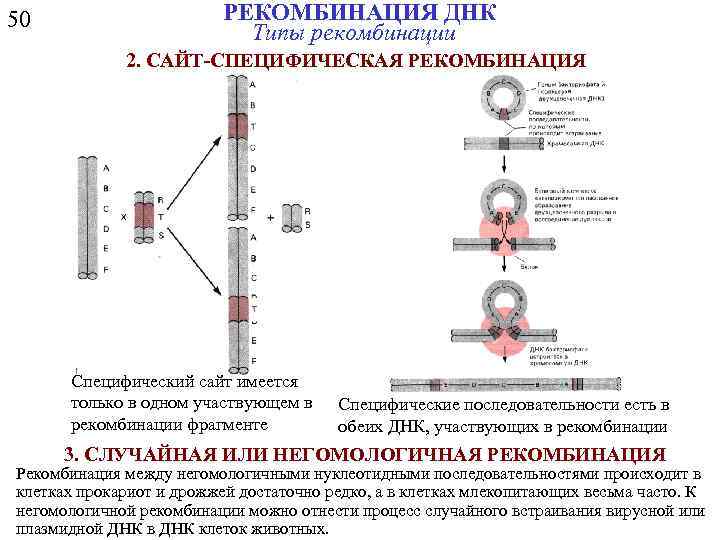 50 РЕКОМБИНАЦИЯ ДНК Типы рекомбинации 2. САЙТ-СПЕЦИФИЧЕСКАЯ РЕКОМБИНАЦИЯ Специфический сайт имеется только в одном