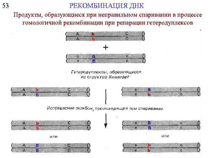РЕКОМБИНАЦИЯ ДНК 53 Продукты, образующиеся при неправильном спаривании в процессе гомологичной рекомбинации при репарации
