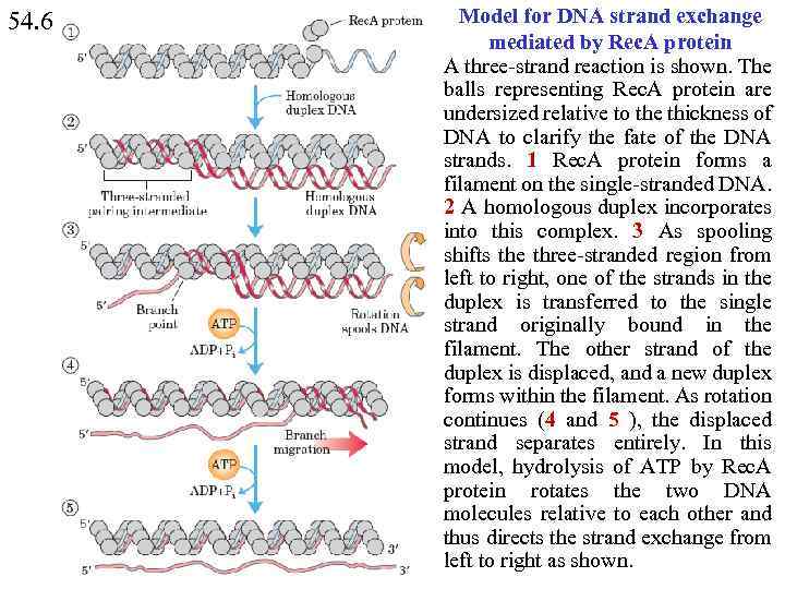 54. 6 Model for DNA strand exchange mediated by Rec. A protein A three-strand