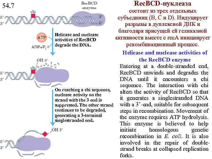 Rec. ВСD-нуклеаза 54. 7 Helicase and nuclease activities of Rec. BCD degrade the DNA.