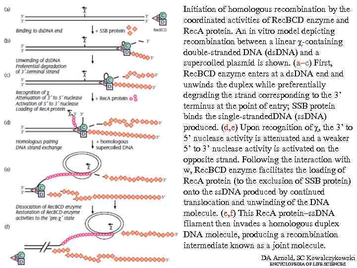 Initiation of homologous recombination by the coordinated activities of Rec. BCD enzyme and Rec.
