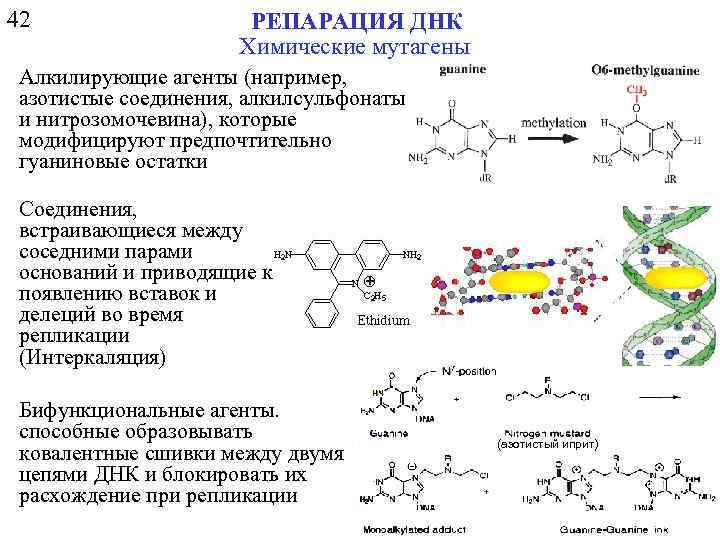 42 РЕПАРАЦИЯ ДНК Химические мутагены Алкилирующие агенты (например, азотистые соединения, алкилсульфонаты и нитрозомочевина), которые