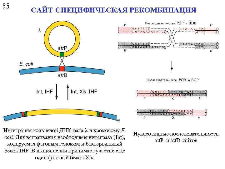 55 САЙТ-СПЕЦИФИЧЕСКАЯ РЕКОМБИНАЦИЯ Интеграция кольцевой ДНК фага l в хромосому E. coli. Для встраивания