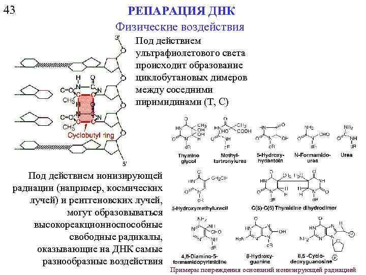 43 РЕПАРАЦИЯ ДНК Физические воздействия Под действием ультрафиолетового света происходит образование циклобутановых димеров между