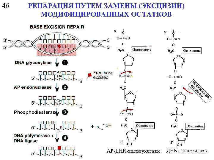 46 РЕПАРАЦИЯ ПУТЕМ ЗАМЕНЫ (ЭКСЦИЗИИ) МОДИФИЦИРОВАННЫХ ОСТАТКОВ Phosphodiesterase AP-ДНК-эндонуклеазы ДНК-гликозилазы 