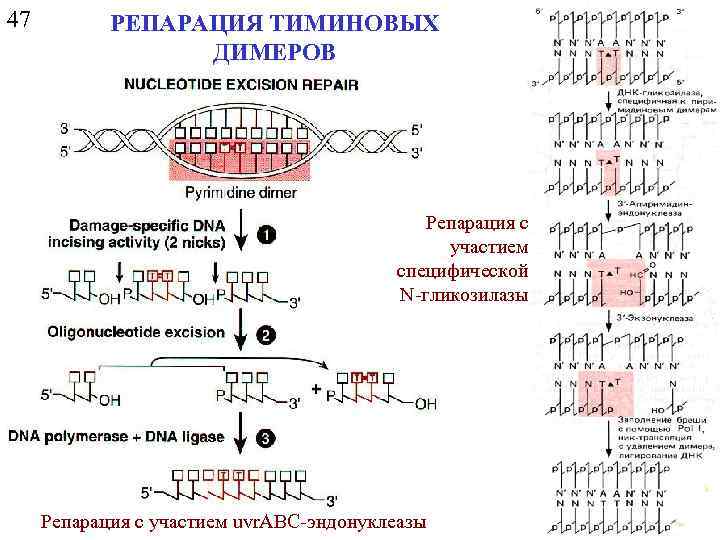 47 РЕПАРАЦИЯ ТИМИНОВЫХ ДИМЕРОВ Репарация с участием специфической N-гликозилазы Репарация с участием uvr. ABC-эндонуклеазы