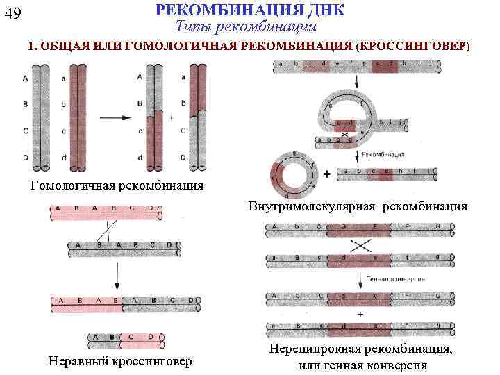 49 РЕКОМБИНАЦИЯ ДНК Типы рекомбинации 1. ОБЩАЯ ИЛИ ГОМОЛОГИЧНАЯ РЕКОМБИНАЦИЯ (КРОССИНГОВЕР) Гомологичная рекомбинация Внутримолекулярная