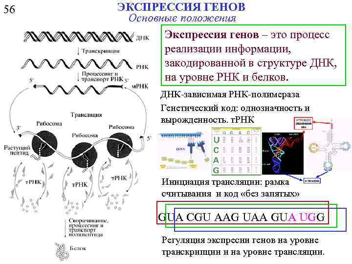 56 ЭКСПРЕССИЯ ГЕНОВ Основные положения Экспрессия генов – это процесс реализации информации, закодированной в