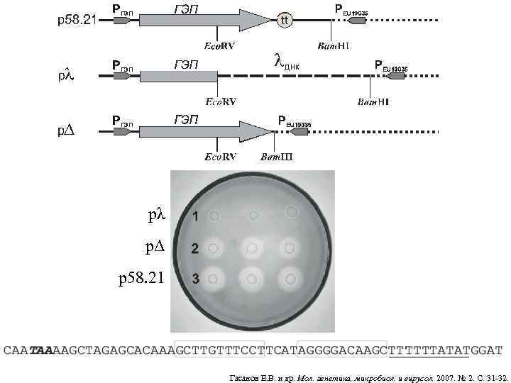 pλ pΔ p 58. 21 Гасанов Е. В. и др. Мол. генетика, микробиол. и