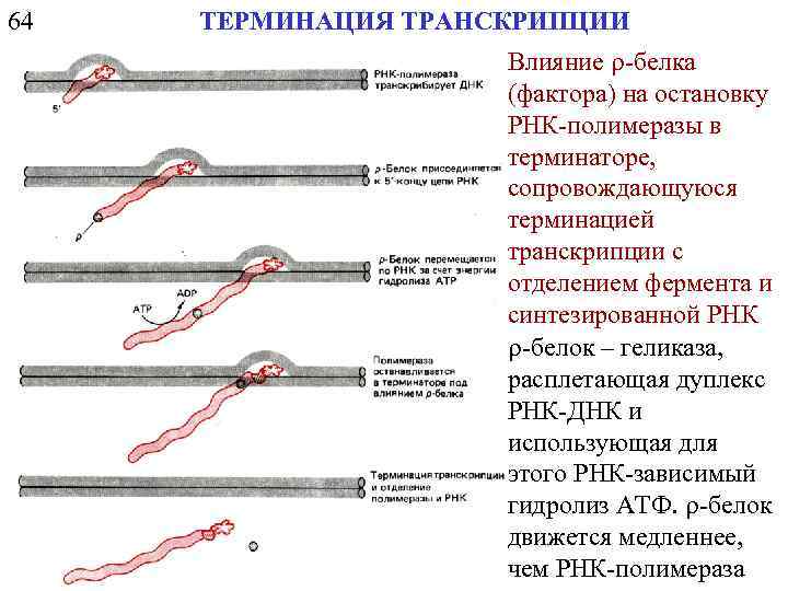 64 ТЕРМИНАЦИЯ ТРАНСКРИПЦИИ Влияние r-белка (фактора) на остановку РНК-полимеразы в терминаторе, сопровождающуюся терминацией транскрипции