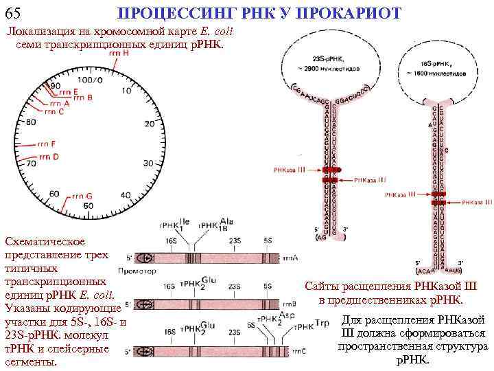 65 ПРОЦЕССИНГ РНК У ПРОКАРИОТ Локализация на хромосомной карте Е. соli семи транскрипционных единиц