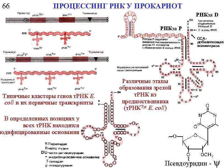 66 ПРОЦЕССИНГ РНК У ПРОКАРИОТ РНКза D РНКза P CCAдобавляющая полимераза Типичные кластеры генов