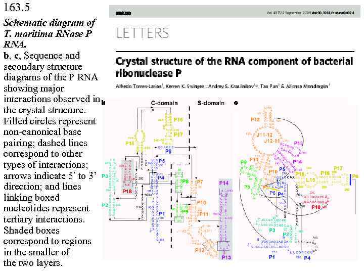 163. 5 Schematic diagram of T. maritima RNase P RNA. b, c, Sequence and