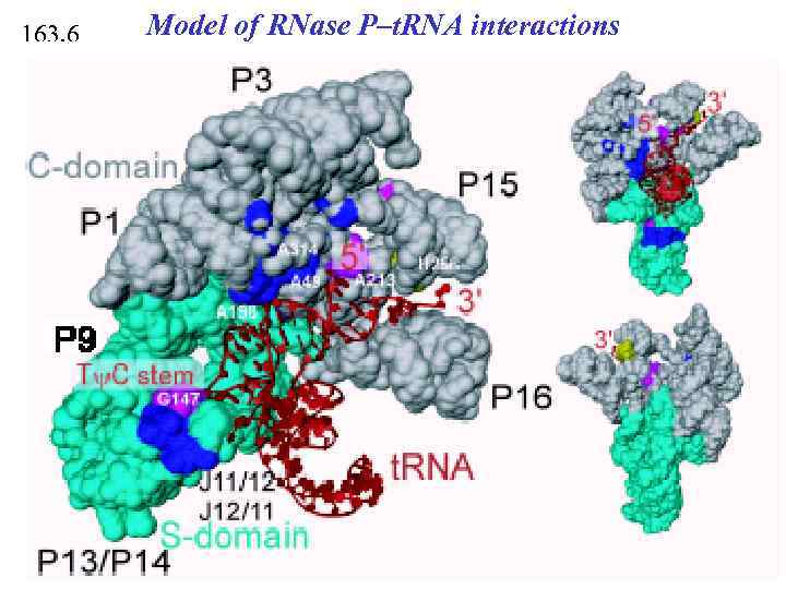 163. 6 Model of RNase P–t. RNA interactions 