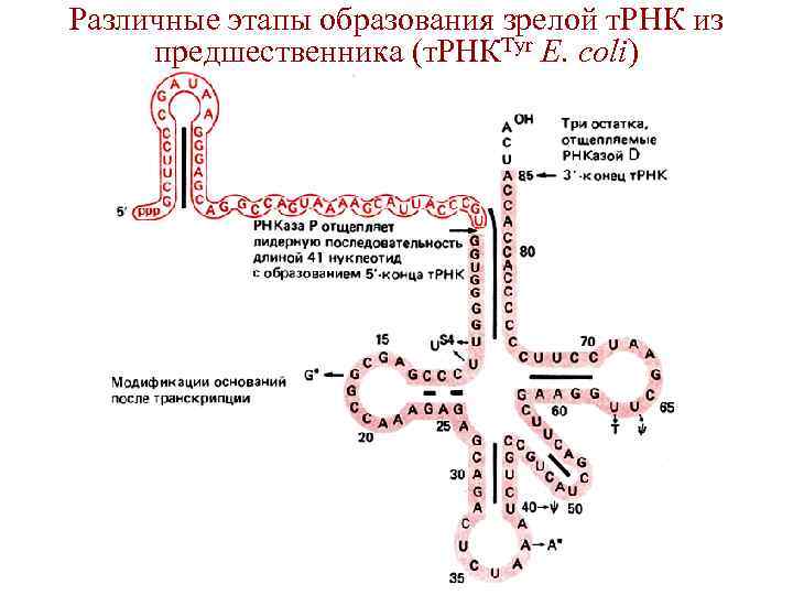 Различные этапы образования зрелой т. РНК из предшественника (т. РНКTyr E. coli) 