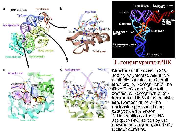 L-конфигурация т. РНК Structure of the class I CCAadding polymerase and t. RNA minihelix