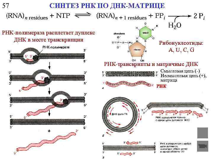 57 CИНТЕЗ РНК ПО ДНК-МАТРИЦЕ РНК-полимераза расплетает дуплекс ДНК в месте транскрипции Рибонуклеотиды: A,