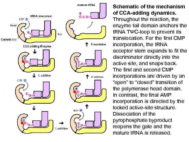 Schematic of the mechanism of CCA-adding dynamics. Throughout the reaction, the enzyme tail domain