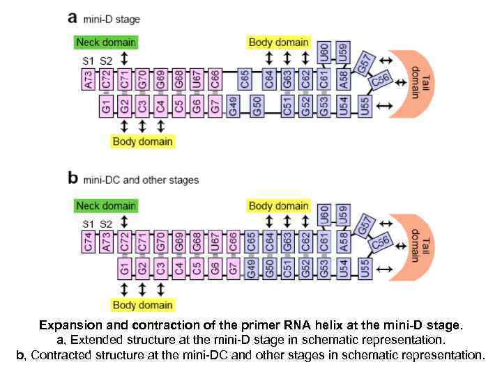 Expansion and contraction of the primer RNA helix at the mini-D stage. a, Extended