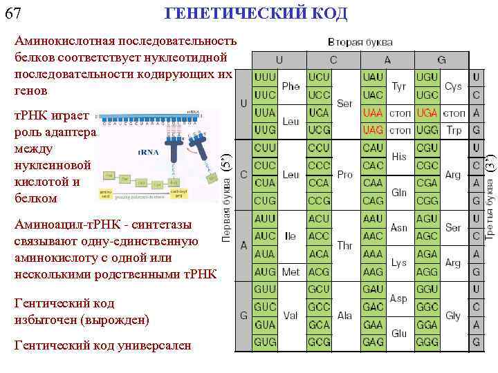 67 ГЕНЕТИЧЕСКИЙ КОД Аминоацил-т. РНК - синтетазы связывают одну-единственную аминокислоту с одной или несколькими