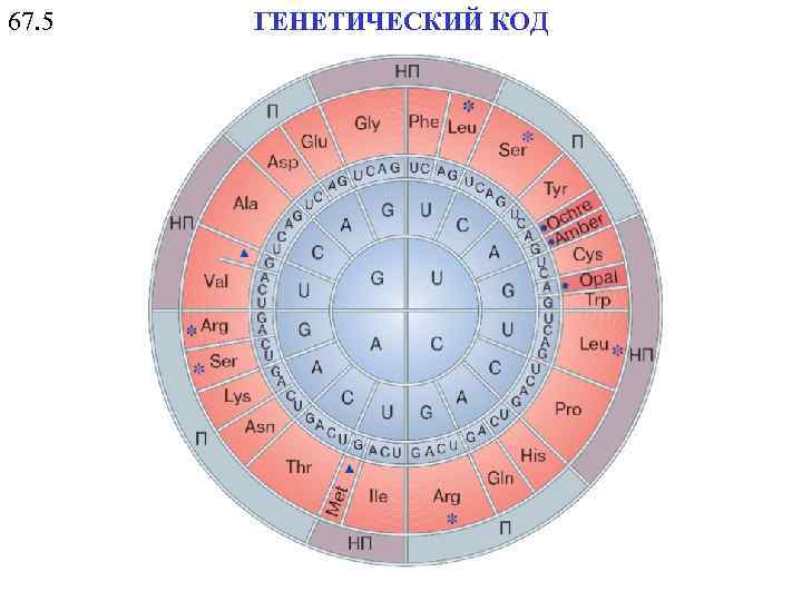 67. 5 ГЕНЕТИЧЕСКИЙ КОД 