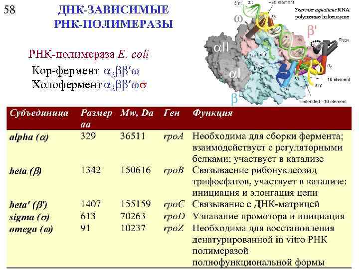 58 ДНК-ЗАВИСИМЫЕ РНК-ПОЛИМЕРАЗЫ РНК-полимераза E. coli Кор-фермент a 2 bb w Холофермент a 2