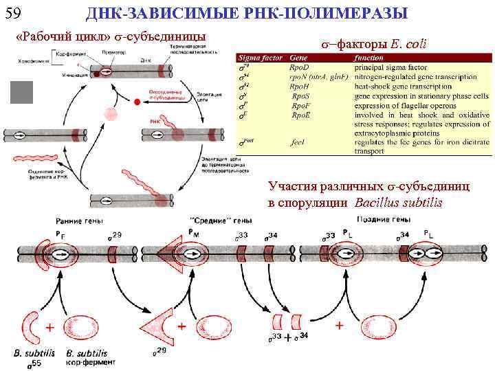 59 ДНК-ЗАВИСИМЫЕ РНК-ПОЛИМЕРАЗЫ «Рабочий цикл» s-субъединицы s-факторы E. coli Участия различных s-субъединиц в споруляции