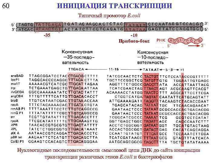 60 ИНИЦИАЦИЯ ТРАНСКРИПЦИИ Типичный промотор E. coli -35 -10 Прибнов-бокс Нуклеотидные последовательности смысловой цепи