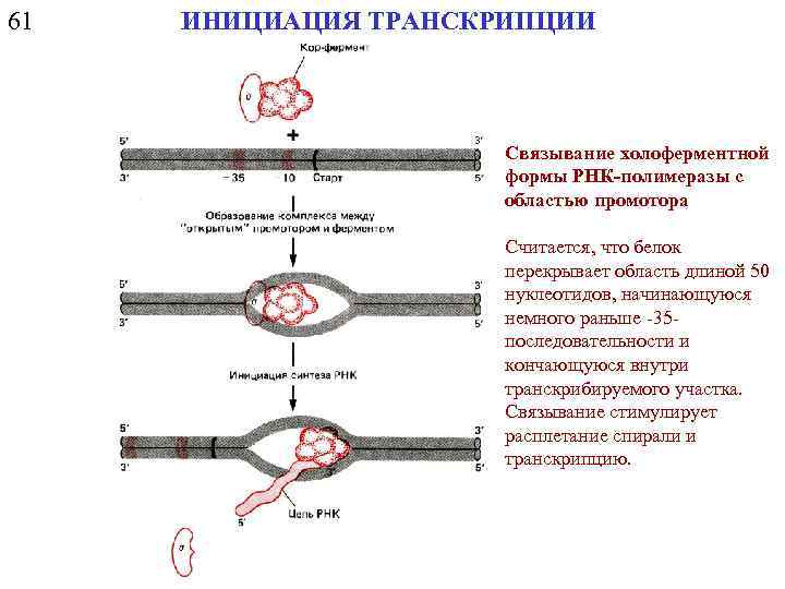 61 ИНИЦИАЦИЯ ТРАНСКРИПЦИИ Связывание холоферментной формы РНК-полимеразы с областью промотора Считается, что белок перекрывает