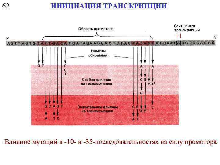 62 ИНИЦИАЦИЯ ТРАНСКРИПЦИИ +1 Влияние мутаций в -10 - и -35 -последовательностях на силу