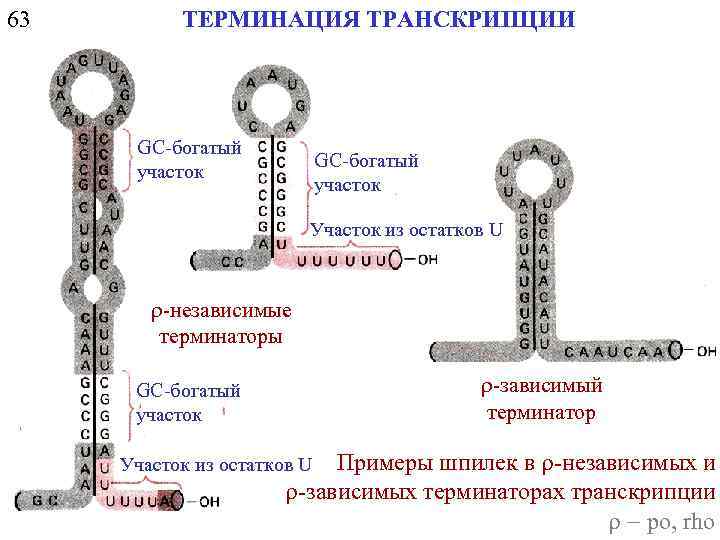 63 ТЕРМИНАЦИЯ ТРАНСКРИПЦИИ GC-богатый участок Участок из остатков U r-независимые терминаторы r-зависимый терминатор GC-богатый